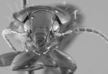 Media type: image;   Entomology 600332 Aspect: head 3D